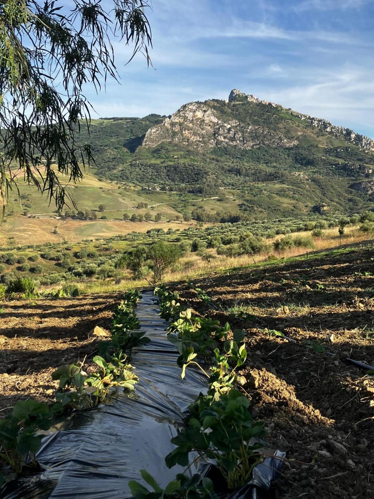 Le Case Di Cardellino - Agrispa Sclafani Exterior foto